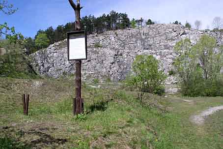 appearance-of-podarcis-muralis-muralis